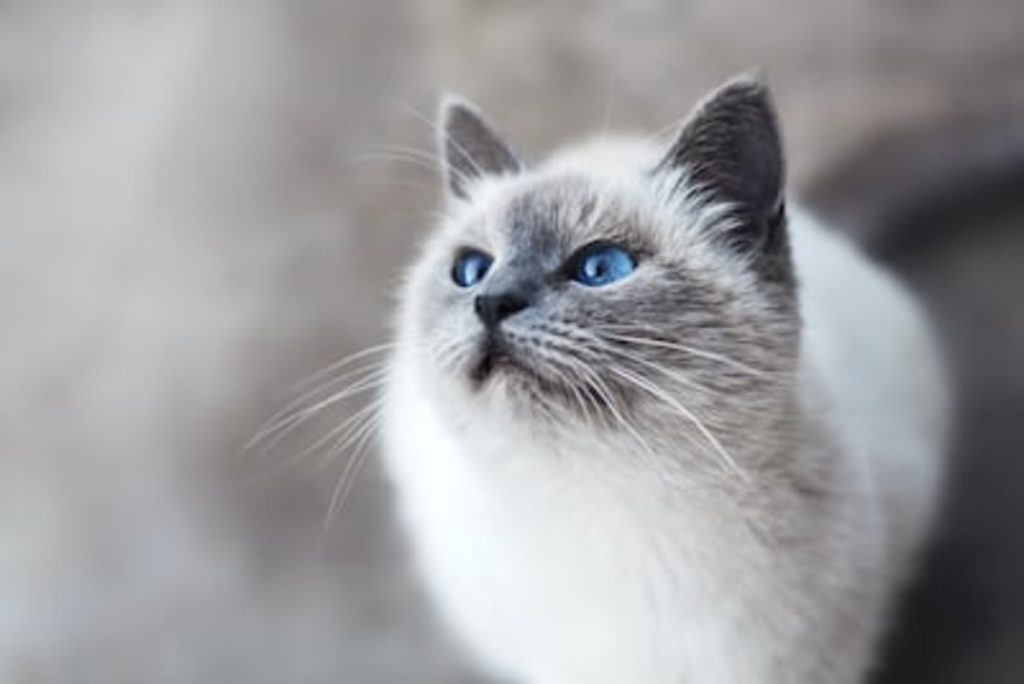 Cat grooming service