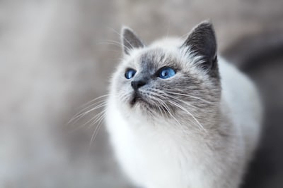 Cat grooming service